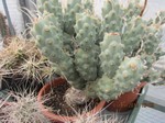 Tephrocactus articulatus papyracanthus Typ3a