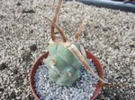 Tephrocactus articulatus papyracanthus Typ3 (unrooted Cutting)