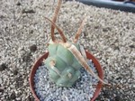 Tephrocactus articulatus papyracanthus Typ3