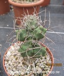 Tephrocactus curvispinus WR876a (Cumulopuntia) 1046