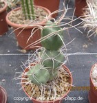 Tephrocactus curvispinus WR876a (Cumulopuntia) 834