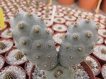 Tephrocactus diadematus "inermis" (unrooted Cutting)