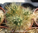 Tephrocactus floccosus cluster