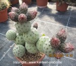 Tephrocactus geometricus  3475a