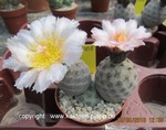 Tephrocactus geometricus  8008c