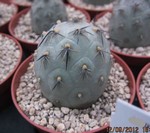 Tephrocactus geometricus v. fiambalensis Typ1 (unrooted Cutting)