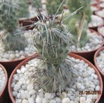 Tephrocactus geometricus forma longispinus (Cutting)