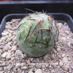 Tephrocactus geometricus Typ1 (unrooted Cutting)
