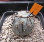 Tephrocactus geometricus Typ2 (unrooted Cutting)