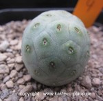 Tephrocactus geometricus Typ4 (unrooted Cutting)