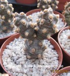 Tephrocactus molinensis