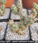 Tephrocactus molinensis red Type cluster