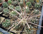 Tephrocactus paediophilus (unrooted Cutting)1