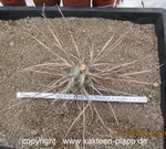 Tephrocactus paediophilus (unrooted Cutting)2