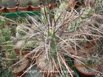 Tephrocactus paediophilus (unrooted Cutting)