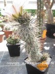 Tephrocactus alexanderii 583