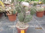 Tephrocactus alexanderii 591