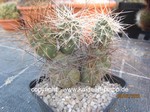 Tephrocactus alexanderi  766