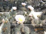 Tephrocactus_alexanderii_250510-1