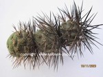 Tephrocactus alexanderi  schwarz/black (Cutting)