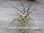 Tephrocactus aoracanthus  (Cutting)