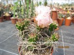 Tephrocactus curvispinus  WR876a  (Cumulopuntia)  1597