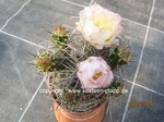 Tephrocactus_curvispinus_1597-2