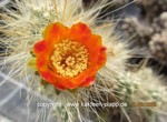 Tephrocactus_floccosus_allgemein-250601