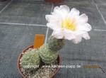 Tephrocactus geometricus  980