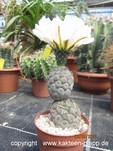 Tephrocactus geometricus v. fiambalensis