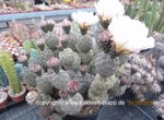 Tephrocactus_geometricus_fiambalensis_allgemein-25