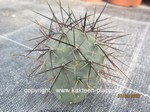 Tephrocactus alexanderi  bruchii  (Cutting)