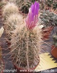 Thelocactus bicolor bolaensis