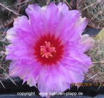 Thelocactus bicolor pottsii