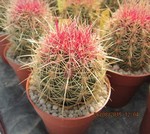 Thelocactus bicolor