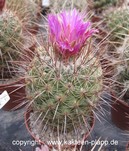 Thelocactus conothelos forma