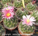 Thelocactus conothelos
