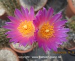Thelocactus hastifer