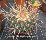 Thelocactus nidulans  3221