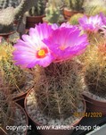 Thelocactus wagnerianus