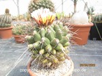 Thelocactus bueckii  878