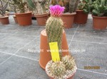 Thelocactus hastifer  1681