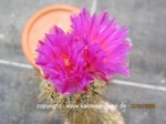 Thelocactus_hastifer_1681-2