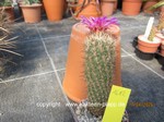 Thelocactus hastifer  1682