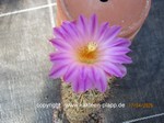 Thelocactus_hastifer_1682-2