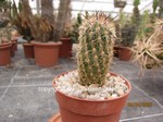 Thelocactus_hastifer_2604