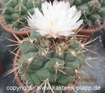 Thelocactus hexaedrophorus