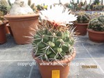 Thelocactus hexaedrophorus 463