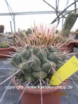 Thelocactus hexaedrophorus x lophothele 389