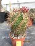 Thelocactus lausseri 413